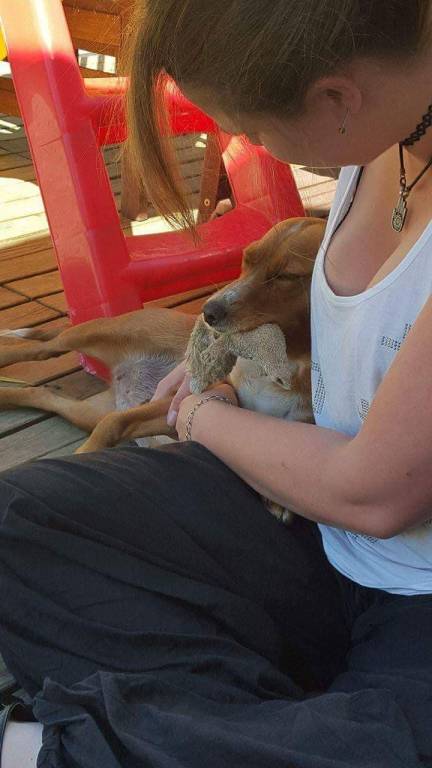 claudie pet sitter à ROZ LANDRIEUX 35120_1