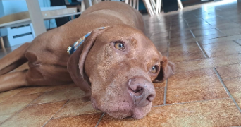 brenda pet sitter à FLORENSAC 34510_8