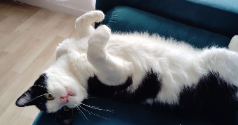 téani pet sitter à LILLE 59800_1