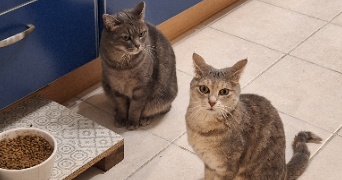 maryline pet sitter à LA CHAPELLE NEUVE 56500_3