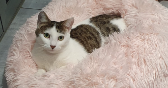 nora pet sitter à PARIS 14 75014_6