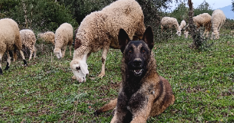 yacine pet sitter à NEUILLY PLAISANCE 93360_0