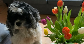 capucine pet sitter à COLOMBES 92700_2