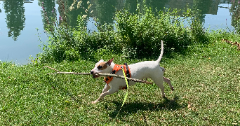 camille pet sitter à MELUN 77000_1
