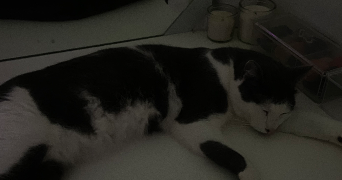 nora pet sitter à VALMONDOIS 95760_6