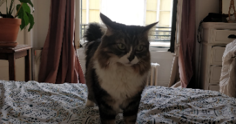 solène pet sitter à LYON 02 69002_2