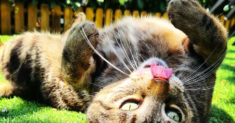 manon pet sitter à GUJAN MESTRAS 33470_9