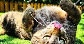 manon pet sitter à GUJAN MESTRAS 33470