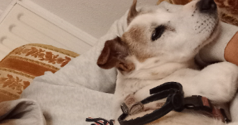 charles pet sitter à ISSY LES MOULINEAUX 92130_1