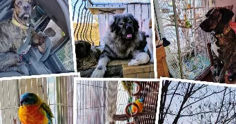 caroline veronique pet sitter à ST GENEST DE BEAUZON 07230