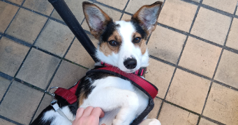 margaux dog sitter à PARIS 18 75018_2