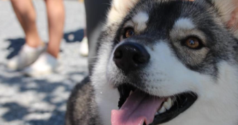 robin dog sitter à CARCASSONNE 11000_0