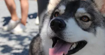 robin dog sitter à CARCASSONNE 11000