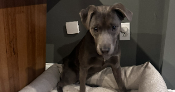 sabrina pet sitter à AUBERVILLIERS 93300_2