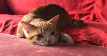 owen pet sitter à Gentilly 94250_0