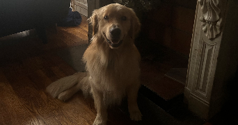 jouhayna pet sitter à Paris 10 75010_7