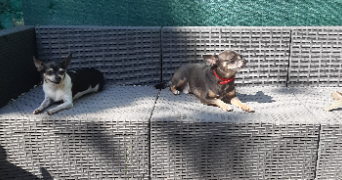 myriam pet sitter à GARDANNE 13120_11