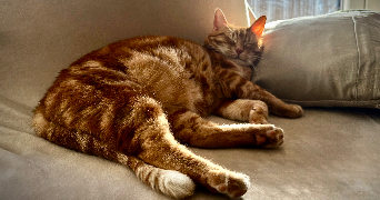 manon pet sitter à ST DIZIER 52100_2