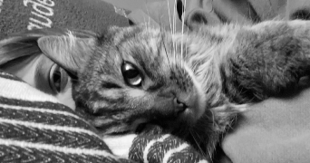lucile pet sitter à VILLEPREUX 78450_2
