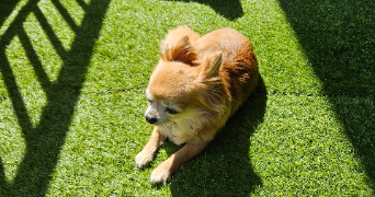 yona pet sitter à THONON LES BAINS 74200_3