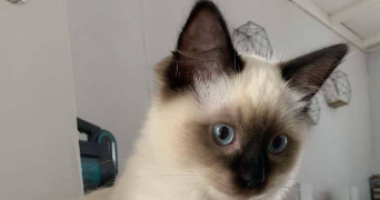 nathalie pet sitter à LESQUIN 59810_1