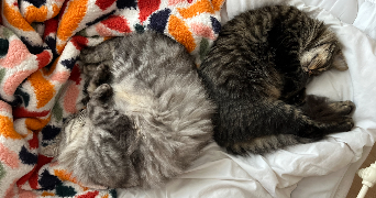yria pet sitter à CHAMBERY 73000_6