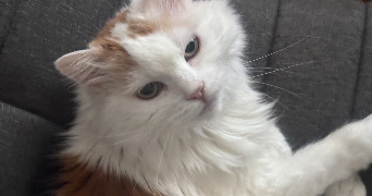 karine pet sitter à PARIS 15 75015_3