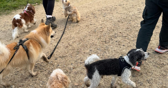 isabelle dog sitter à HOUILLES 78800_3