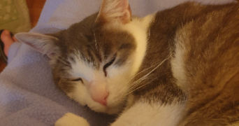 jeanne pet sitter à Campugnan 33390_3