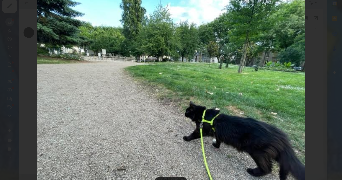 juliette pet sitter à VILLEURBANNE 69100_1