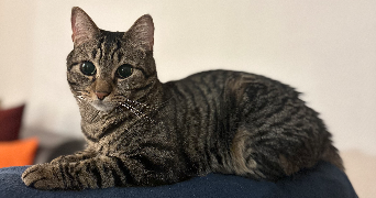 maeline pet sitter à SAVIGNY SUR ORGE 91600_2