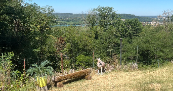 lili pet sitter à BRIORD 01470_5