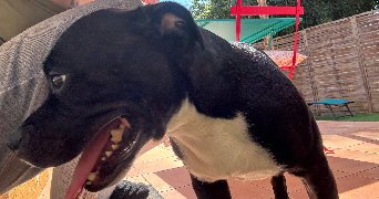 naïa pet sitter à MONTPELLIER 34090_1