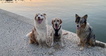 anais pet sitter à TOUL 54200_7