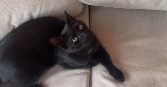 suzy pet sitter à DIJON 21000_8