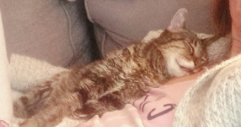 sandrine pet sitter à MOISSY CRAMAYEL 77550_6