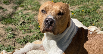 camille pet sitter à BRIE COMTE ROBERT 77170_3