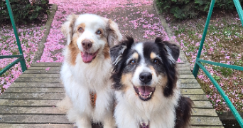 léa pet sitter à PALAISEAU 91120_7