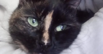 justine pet sitter à LILLE 59000_1