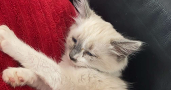 julianne pet sitter à NOMDIEU 47600_3