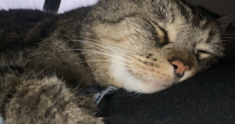 alix pet sitter à TOULOUSE 31500_5