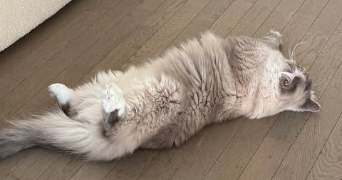 iuliia pet sitter à COLOMBES 92700_8