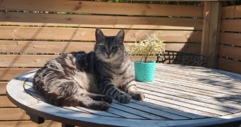 isabelle pet sitter à MARLY 57155_0