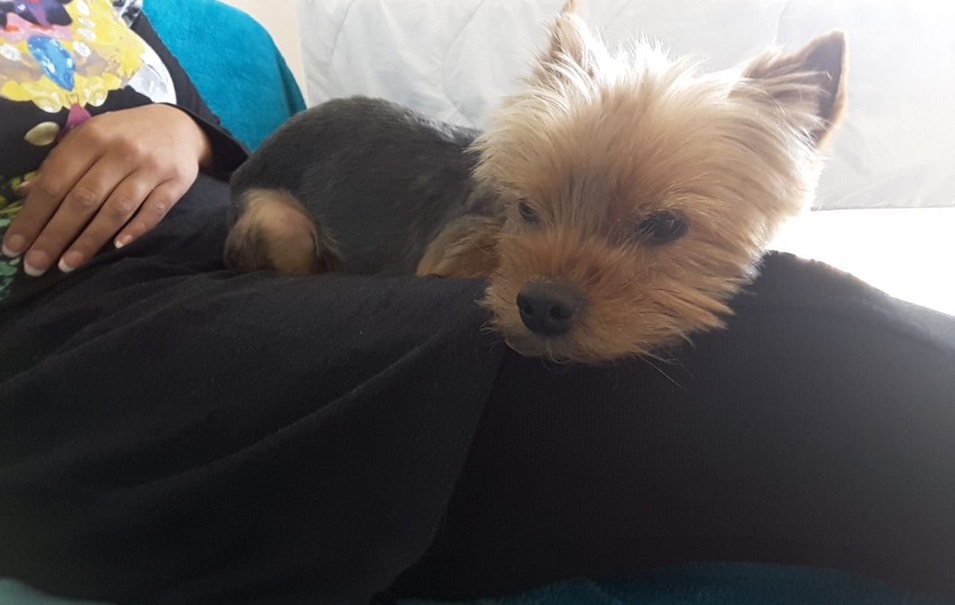 marie pet sitter à Chelles 77500_4