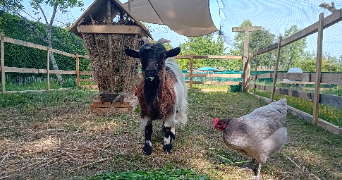 morgane pet sitter à ST LAMBERT 14570_3