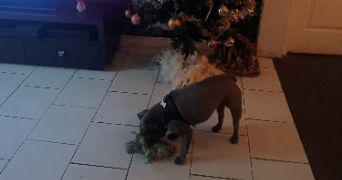 alexandra pet sitter à NICE 06000_1