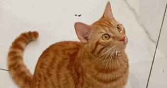 sylvianne pet sitter à GRAND COURONNE 76530_0