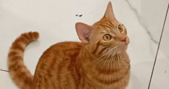 sylvianne pet sitter à GRAND COURONNE 76530
