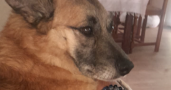 franck  pet sitter à Riorges 42153_8