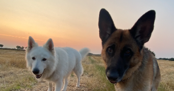 selma pet sitter à SEILH 31840_2